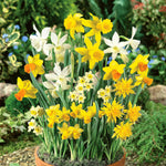 Dwarf Daffodil Mix | 25 x Bulbs | Multi