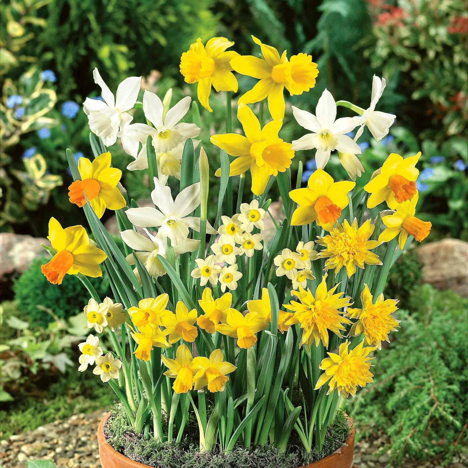 Dwarf Daffodil Mix | 25 x Bulbs | Multi