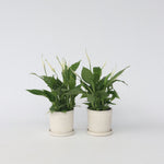Peace Lilly - 6 Pcs. - Spathiphyllum 'torelli' - Height 30-45cm - ⌀12cm | Set of 6 | White
