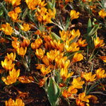 Hayloft Crocus Orange Monarch - 30 Corms