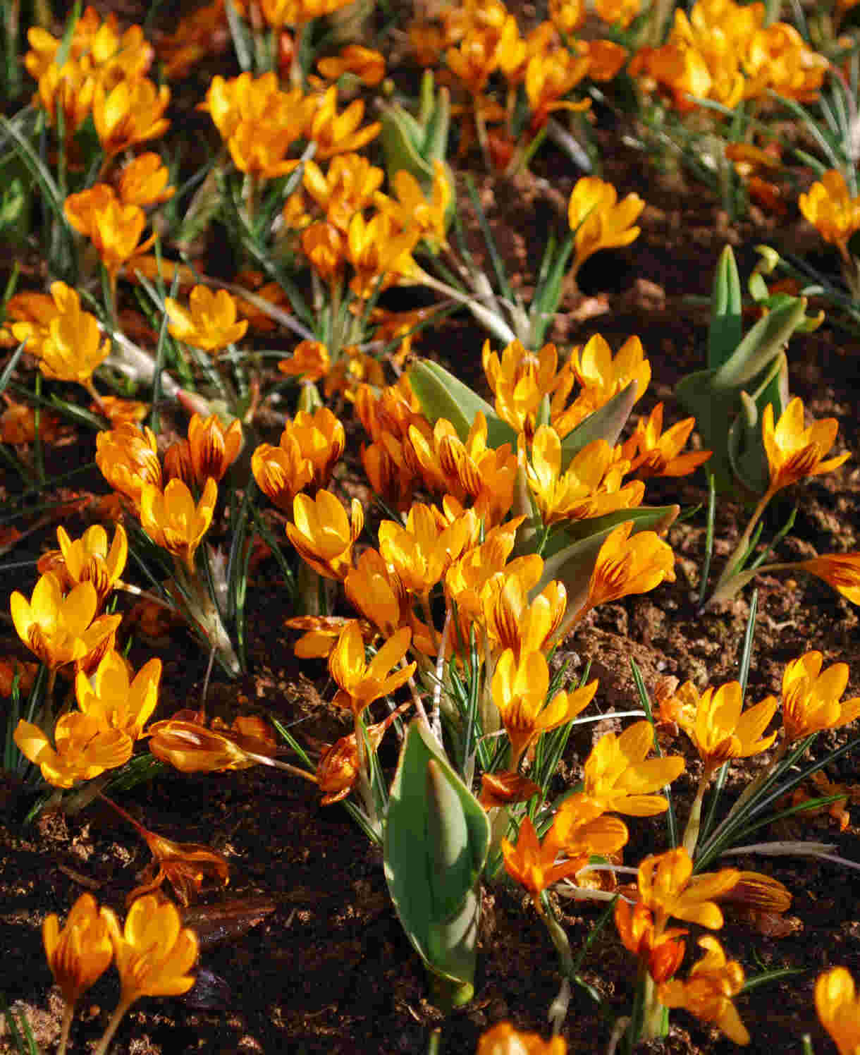 Hayloft Crocus Orange Monarch - 30 Corms