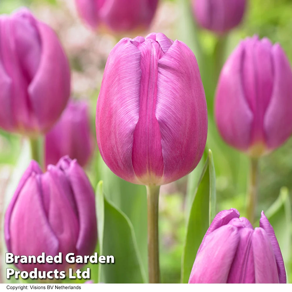 Thompson & Morgan Tulip Rockstar Collection 80 Bulbs