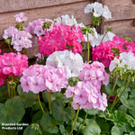 Geranium Jackpot Candyfloss Mix Garden Ready Plants | 24 x Garden Ready Plants