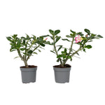 Desert Rose - Adenium Obesum - Height 30-45cm - ⌀13cm | Set-of-2 | Pink