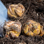 Oriental Double Lily Bulbs - 3 Bulb Pack | 3 x Bulbs | Multi