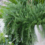 Rosemary 'prostratus' | 1L | Blue