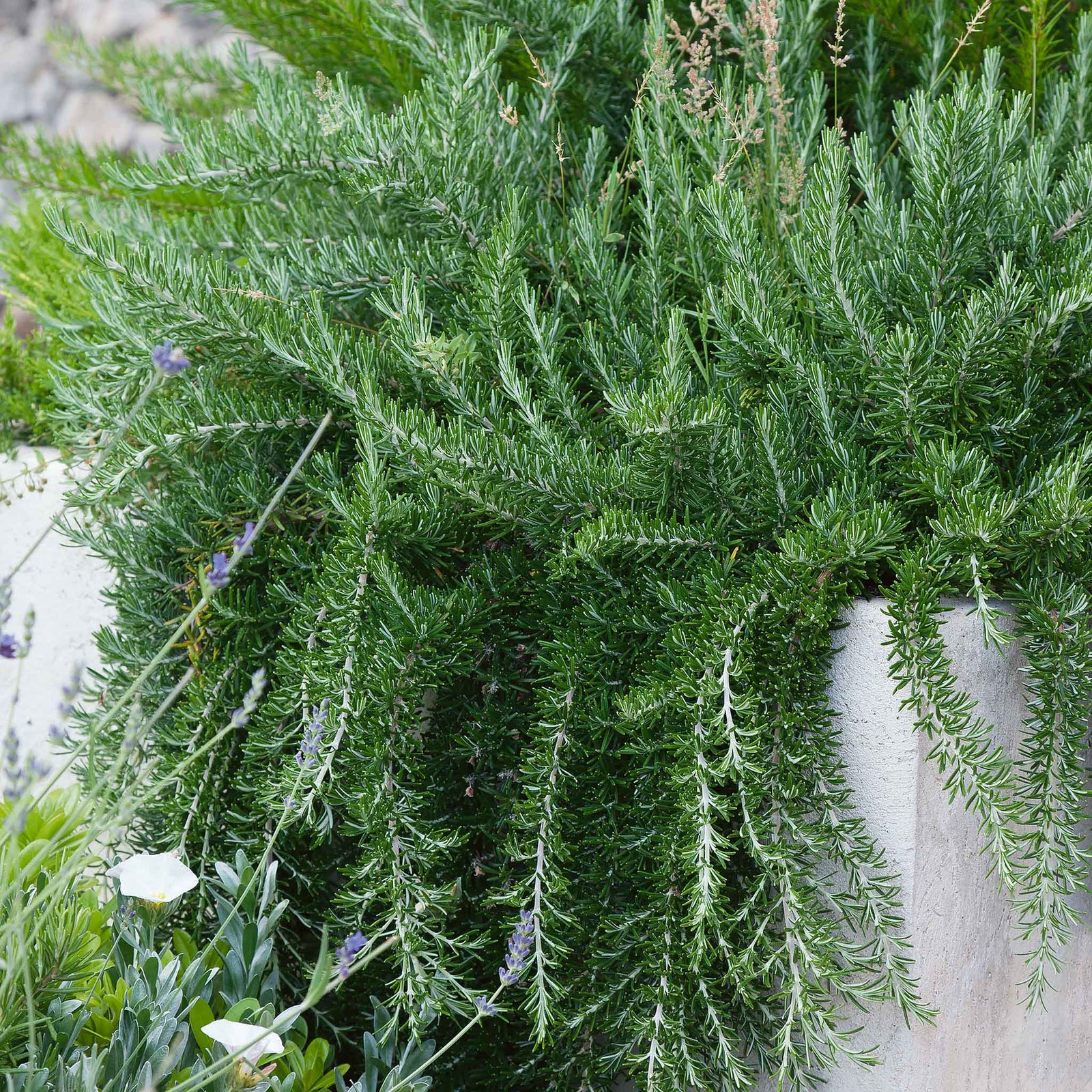 Rosemary 'prostratus' | 1L | Blue