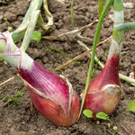 Zebrune Heritage Shallot Seeds | 75 Seeds