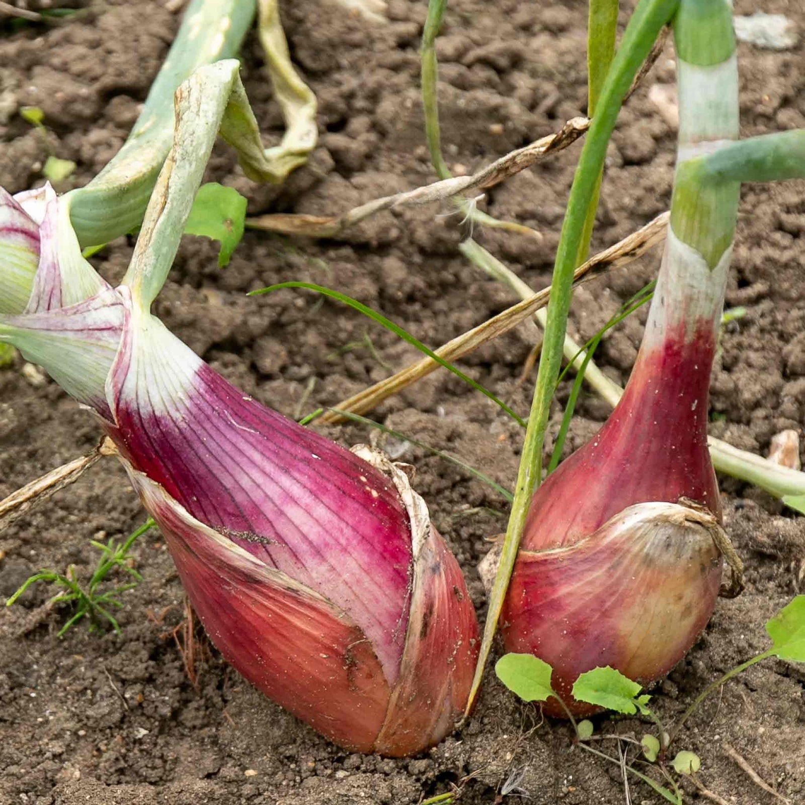 Zebrune Heritage Shallot Seeds | 75 Seeds