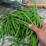 Dwarf French Bean 'faraday' Seeds | 50 Seeds