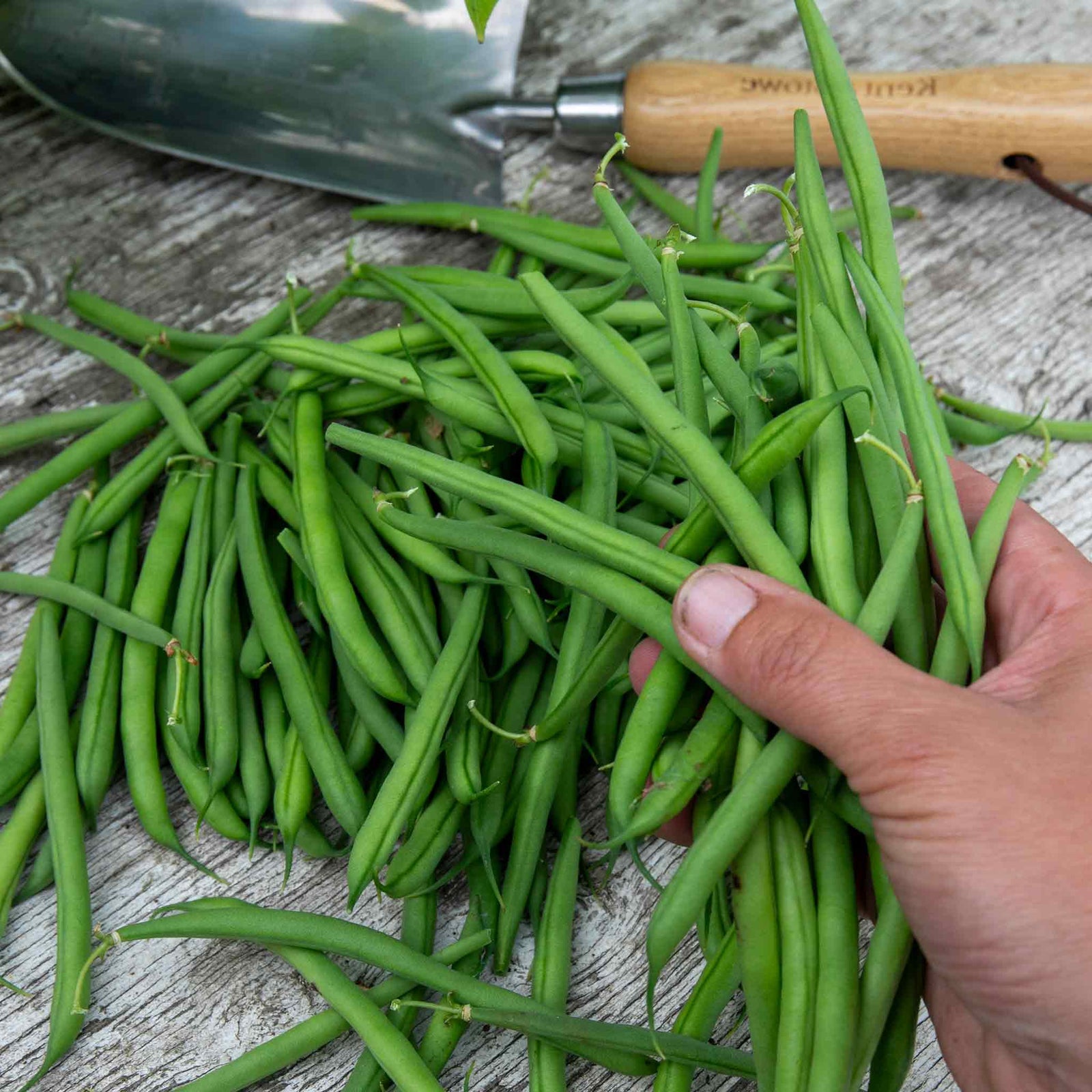 Dwarf French Bean 'faraday' Seeds | 50 Seeds