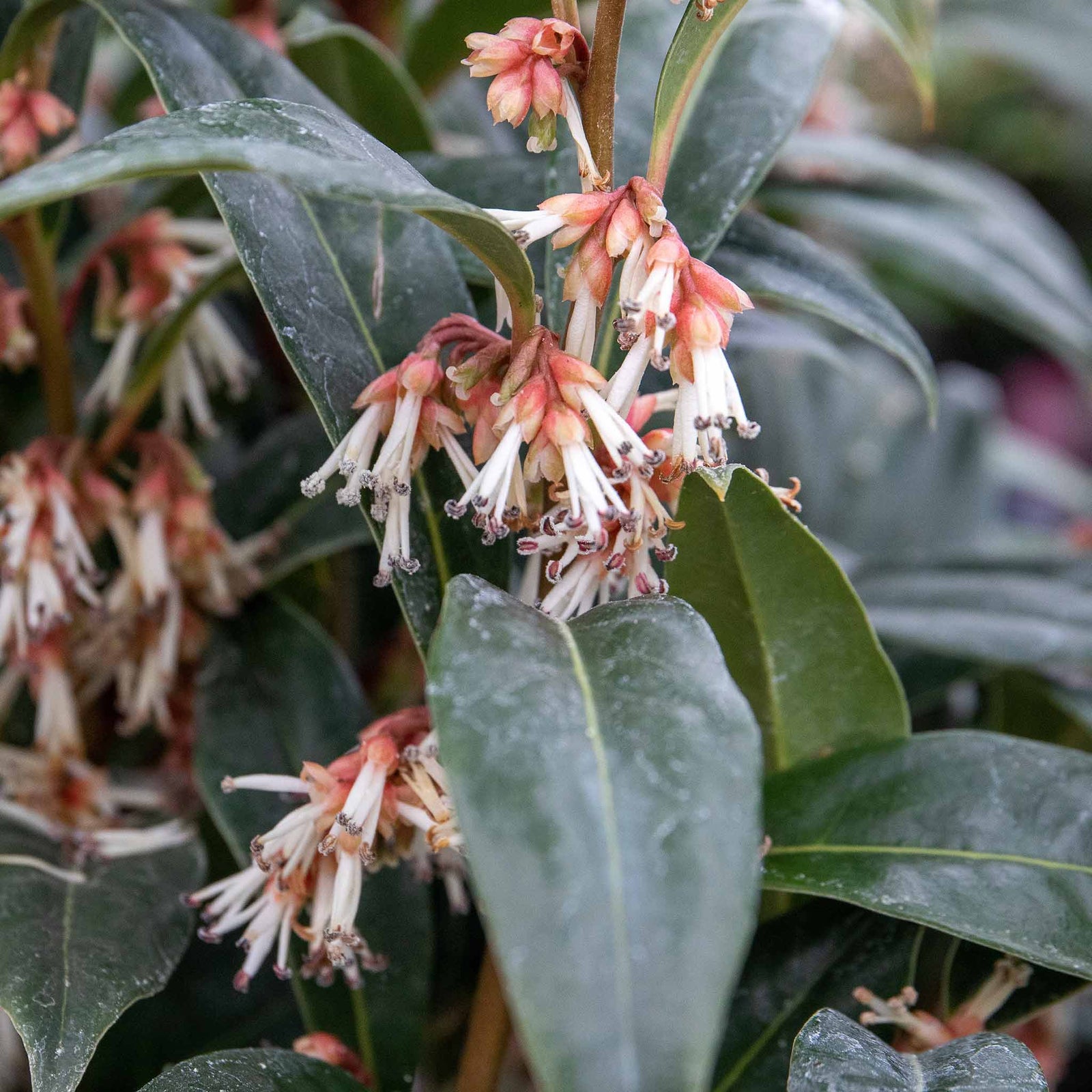 Sarcococca Hookeriana 'winter Gem' - Hardy Evergreen Fragrant Shrub | 1 x 5L | Red & White