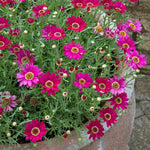 Argyranthemum 'grandaisy Deep Red' Bedding Plant For Pots & Borders 40-60 Cm | 12 x Plug Plants