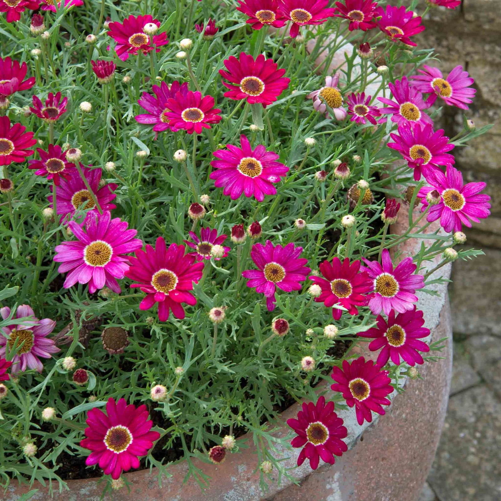 Argyranthemum 'grandaisy' Collection - 12 Plug Plants | 12 x Plug Plants | White