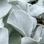 Senecio 'angel Wings' Silver-foliage Perennial 2l | Set of 1 | Yellow