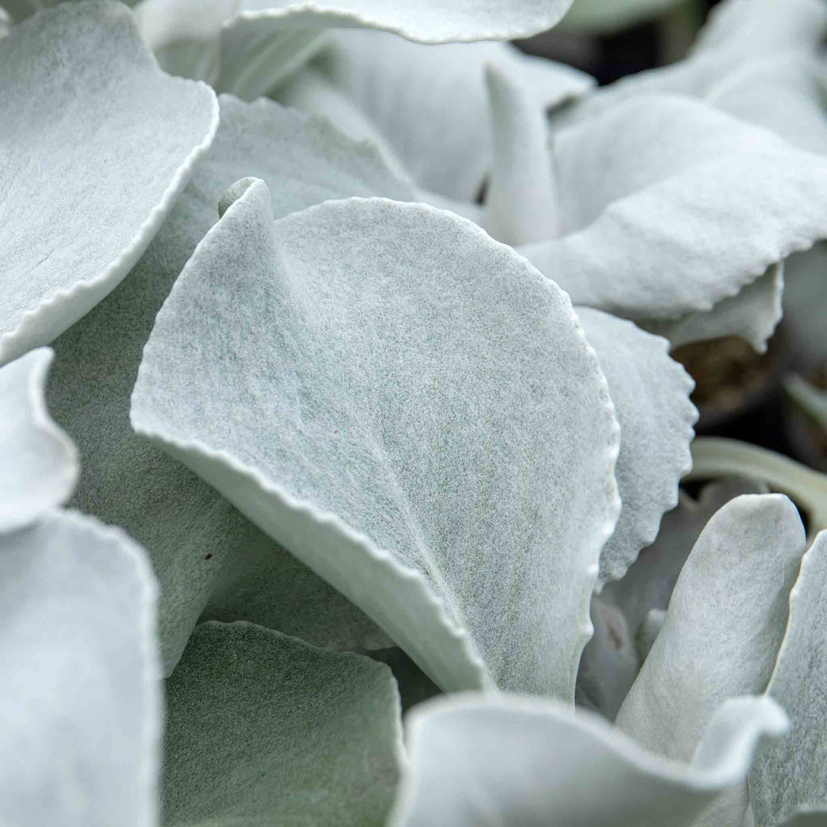 Senecio 'angel Wings' Silver-foliage Perennial 2l | Set of 1 | Yellow