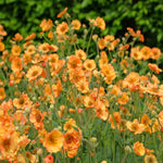Exclusive Geum Collection 9cm Pots | 3 x 9cm | Mixed