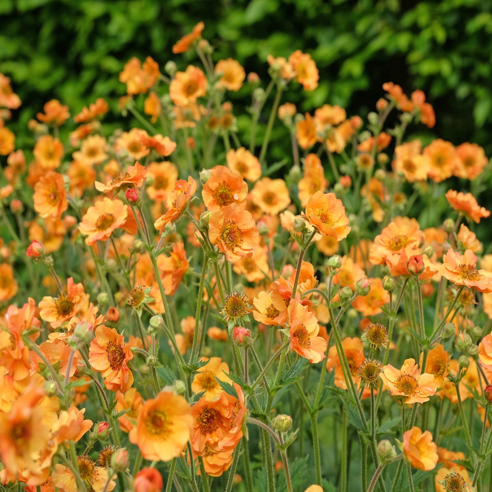 Geum Totally Tangerine 9cm Pot | 1 x 9cm | Orange