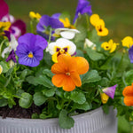Marshalls Garden Best Selling Mix - 48 Garden-ready Plugs, Autumn & Winter Bedding Marshalls Garden