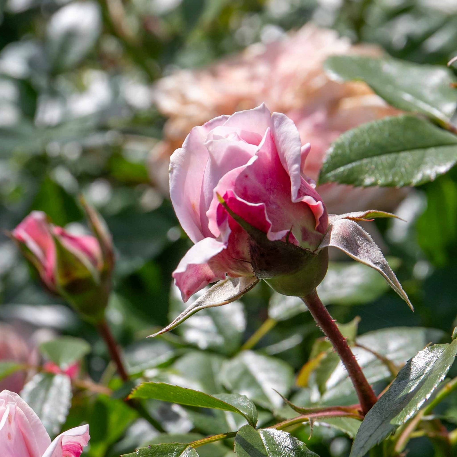 Rose 'joie Du Vivre' Floribunda - Rose Of The Year 2011 | 1 x Bare Root | Pink