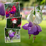 Fuchsia Hardy Collection | 6 x Jumbo Plugs | Multi