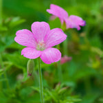 Hardy Geranium Harmony Collection | Set-of-5 | Multi