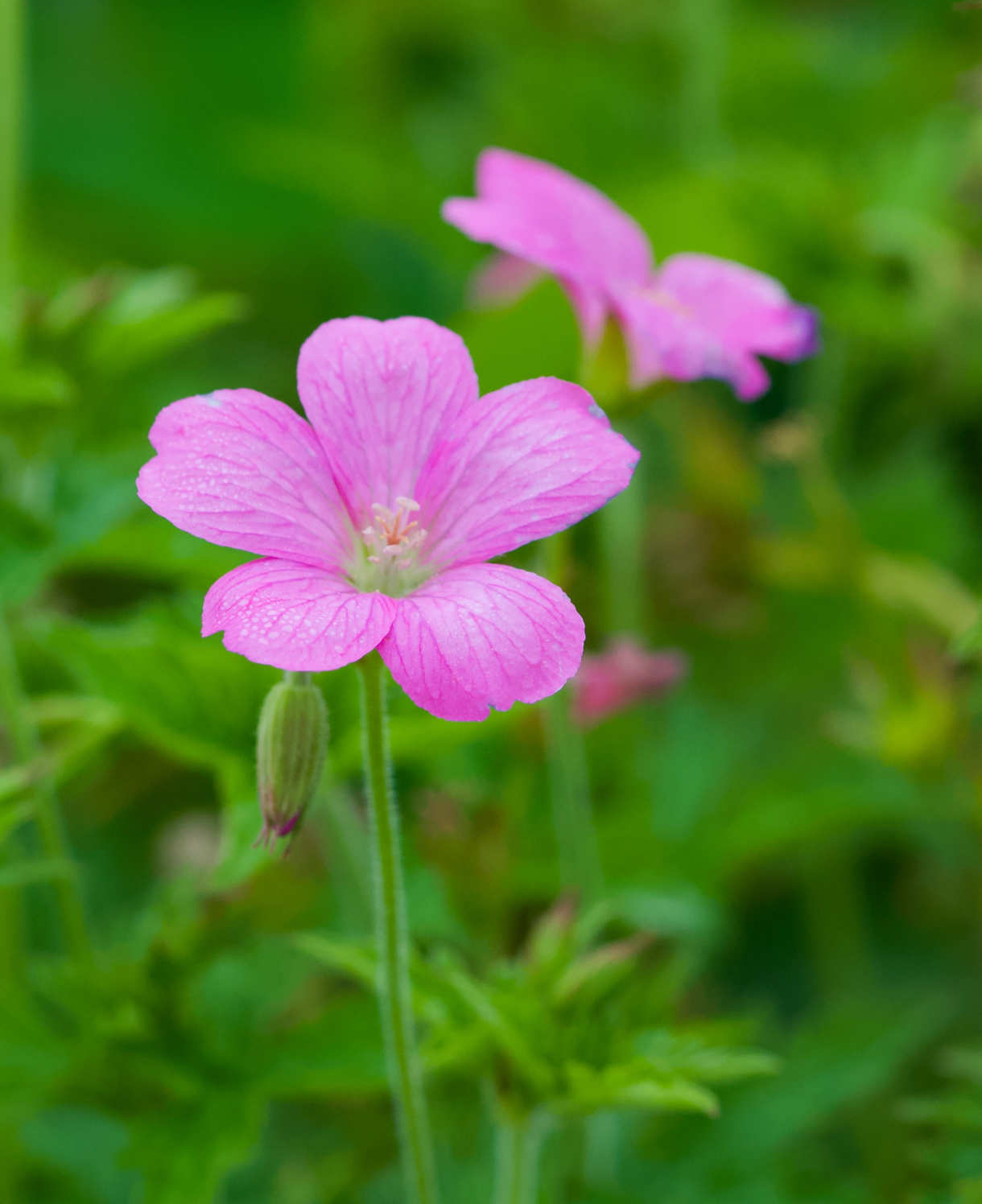 Hardy Geranium Harmony Collection | Set-of-5 | Multi