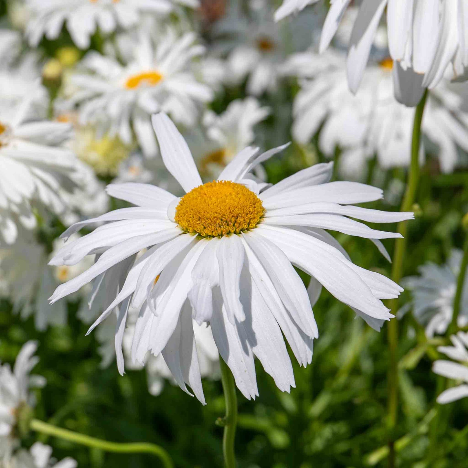 Leucanthemum 'crazy Daisy' Frilly Shasta Daisy Perennial | 1 x 2L