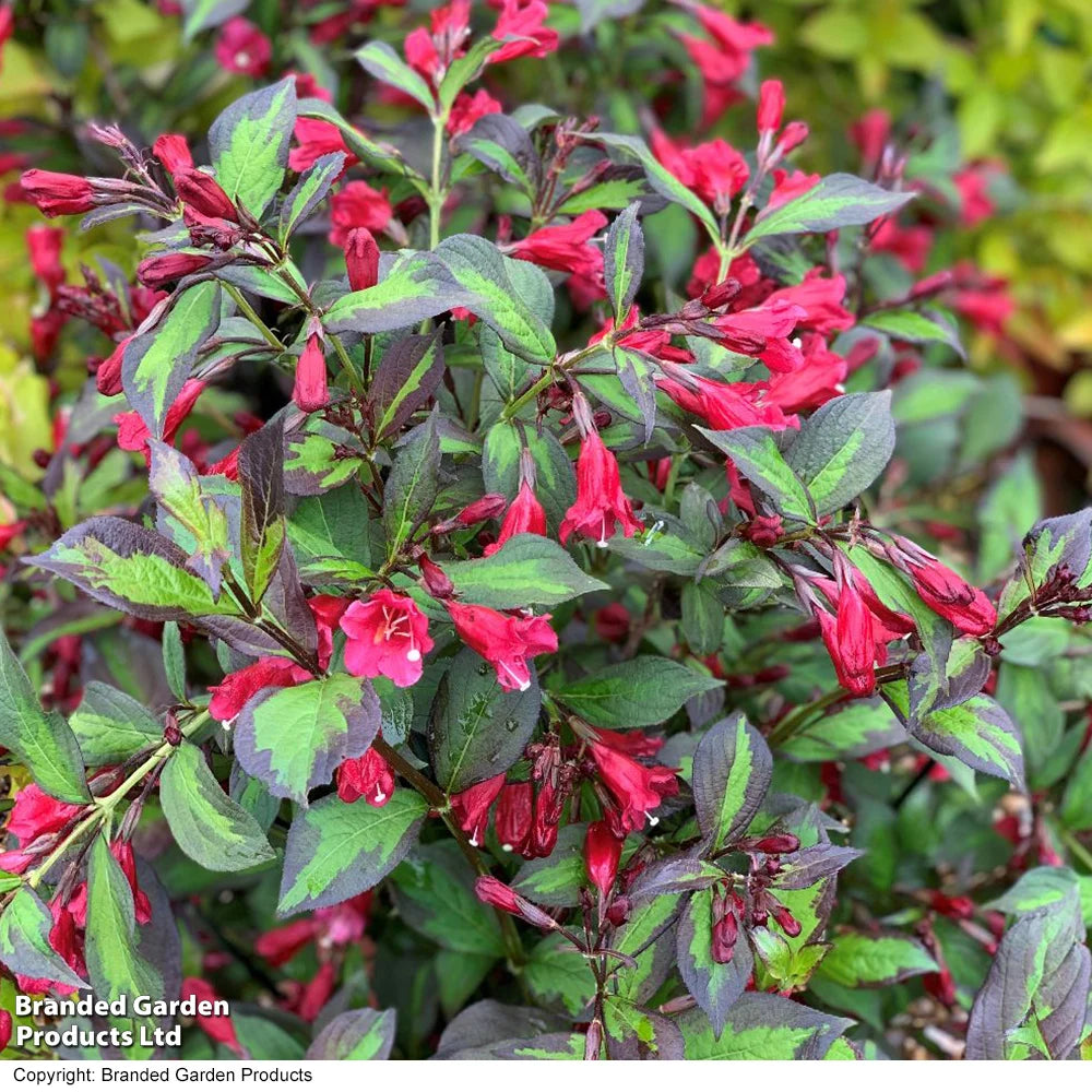 Weigela Camouflage 9cm Pot | 1 x 9cm