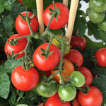 Complete Tomato Collection For Greenhouse, Patio And Garden Seeds | Set of 9