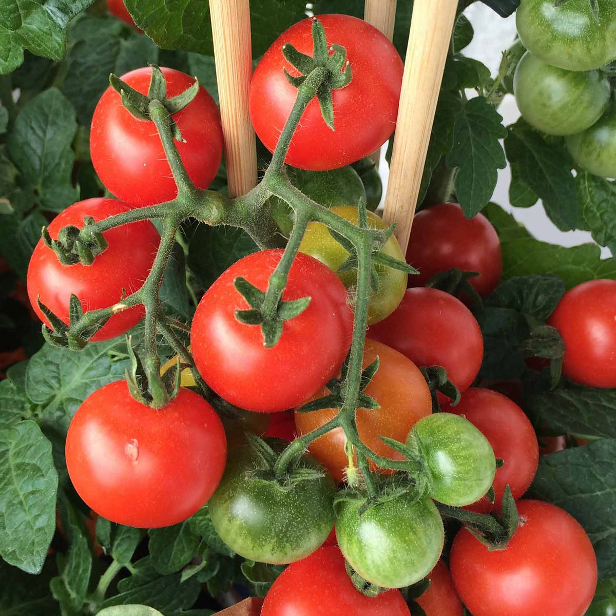 Complete Tomato Collection For Greenhouse, Patio And Garden Seeds | Set of 9