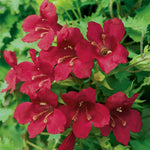 Lofos 'wine Red' Trailing Basket Plant | 12 x Plug Plants | Red