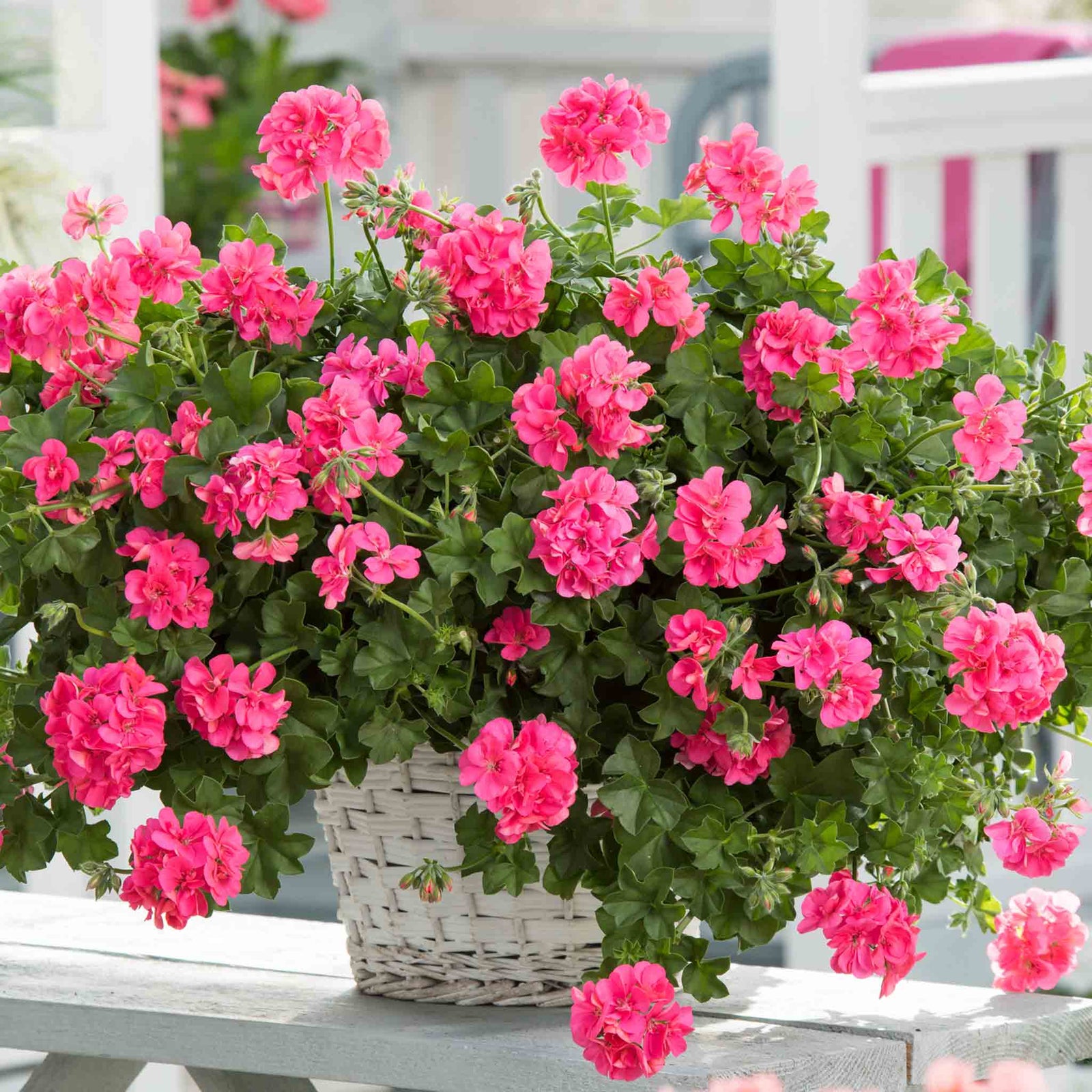 Geranium 'sunflair Linda Pink' - Trailing Ivy-leaf Pink | 12 x Plug Plants | Pink
