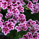 Hayloft Pelargonium Angel Eyes Collection - 9 Young Plants 3 Of Each