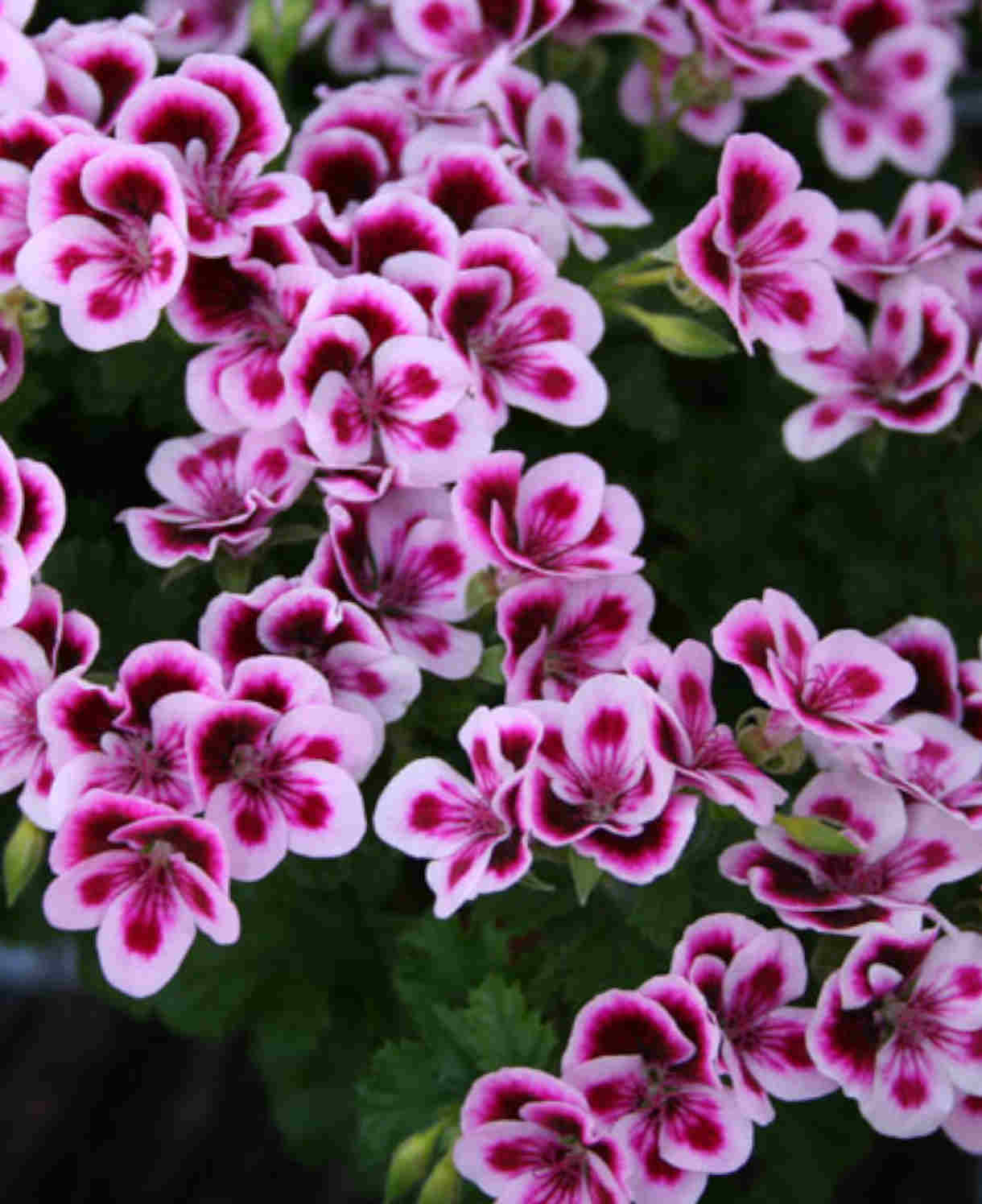 Hayloft Pelargonium Angel Eyes Collection - 9 Young Plants 3 Of Each