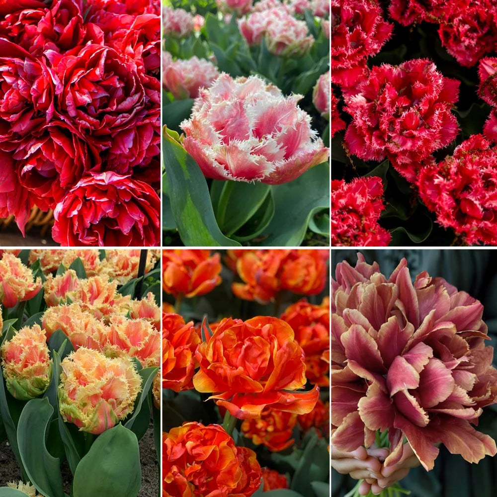 Thompson & Morgan Tulip Doubles Collection 30 Bulbs