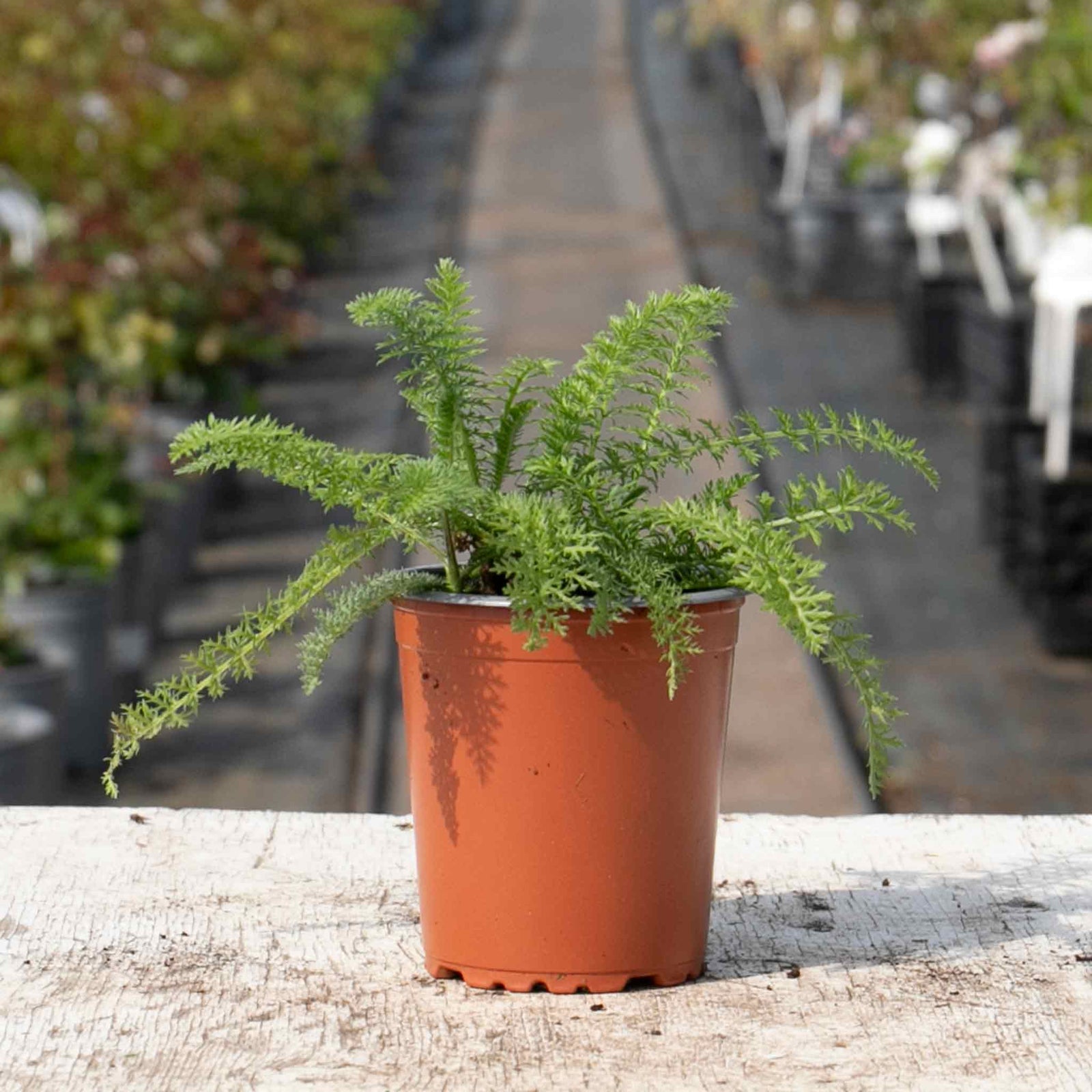 Achillea 'summer Berries Mixed' - Summer Perennial | 1 x 2L | Multi