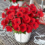 Petunia Surfinia 'deep Red' Plug Plant | 12 x Plug Plants | Deep Red