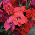 Hayloft Elaborate Erysimum Collection - Perennial Wallflowers 5 Young Plants (1 Of Each)