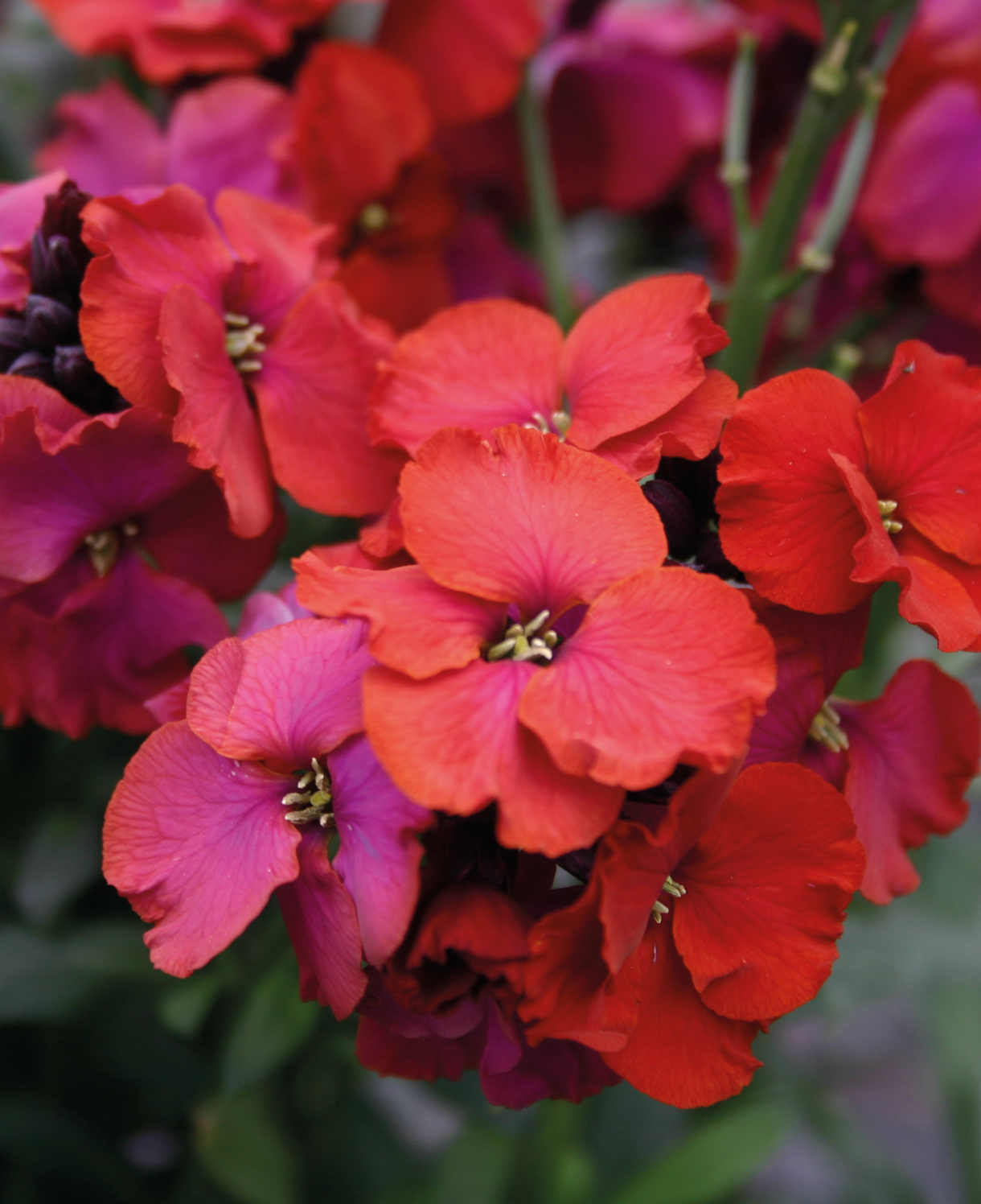 Elaborate Erysimum Collection - Perennial Wallflowers 5 Young Plants (1 Of Each)