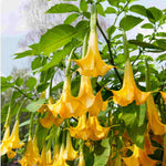 Hayloft Brugmansia Yellow - Angels Trumpet - 1 x 9cm Pot