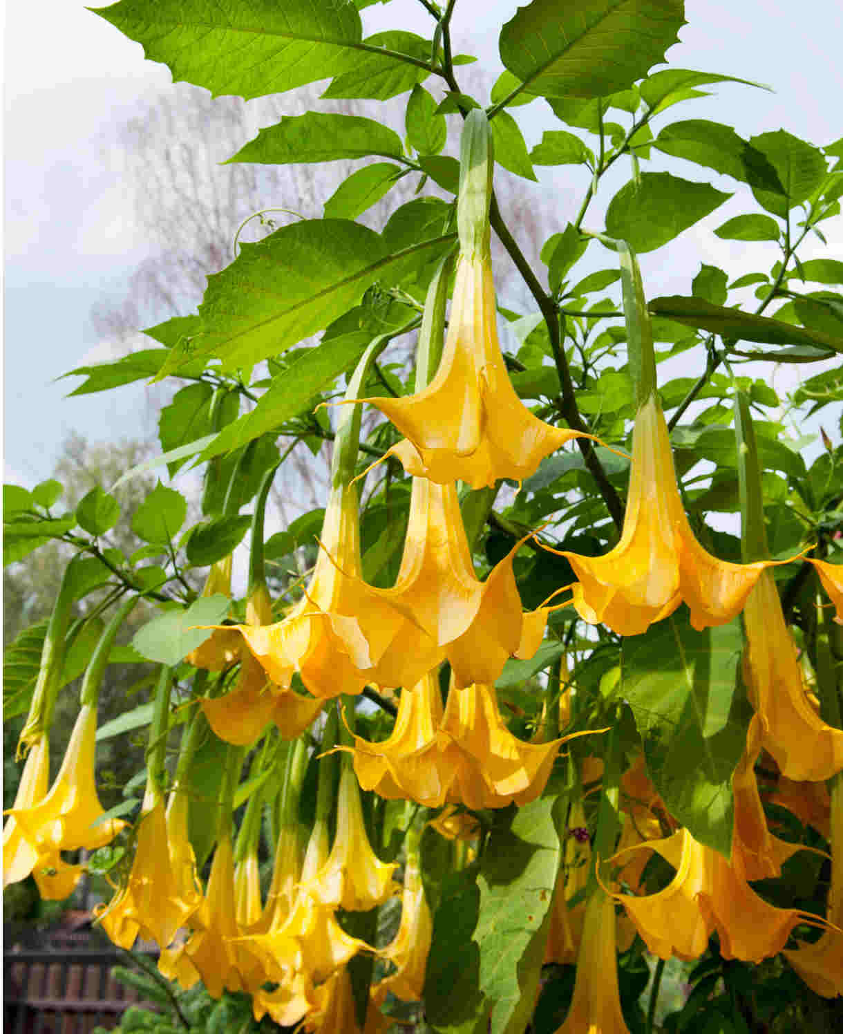 Hayloft Brugmansia Yellow - Angels Trumpet - 1 x 9cm Pot