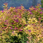 Spiraea Japonica 'firelight' Ornamental Shrub, Pollinator-friendly | 1 x 3L | Green & Pink