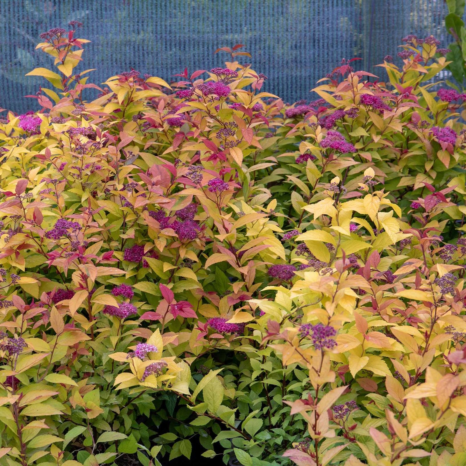 Spiraea Japonica 'firelight' Ornamental Shrub, Pollinator-friendly | 1 x 3L | Green & Pink