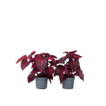 Bloodleaf Plant - 2 Pcs. - Iresine Herbstii - Height 20-30cm - ⌀13cm | Set of 2 | Red