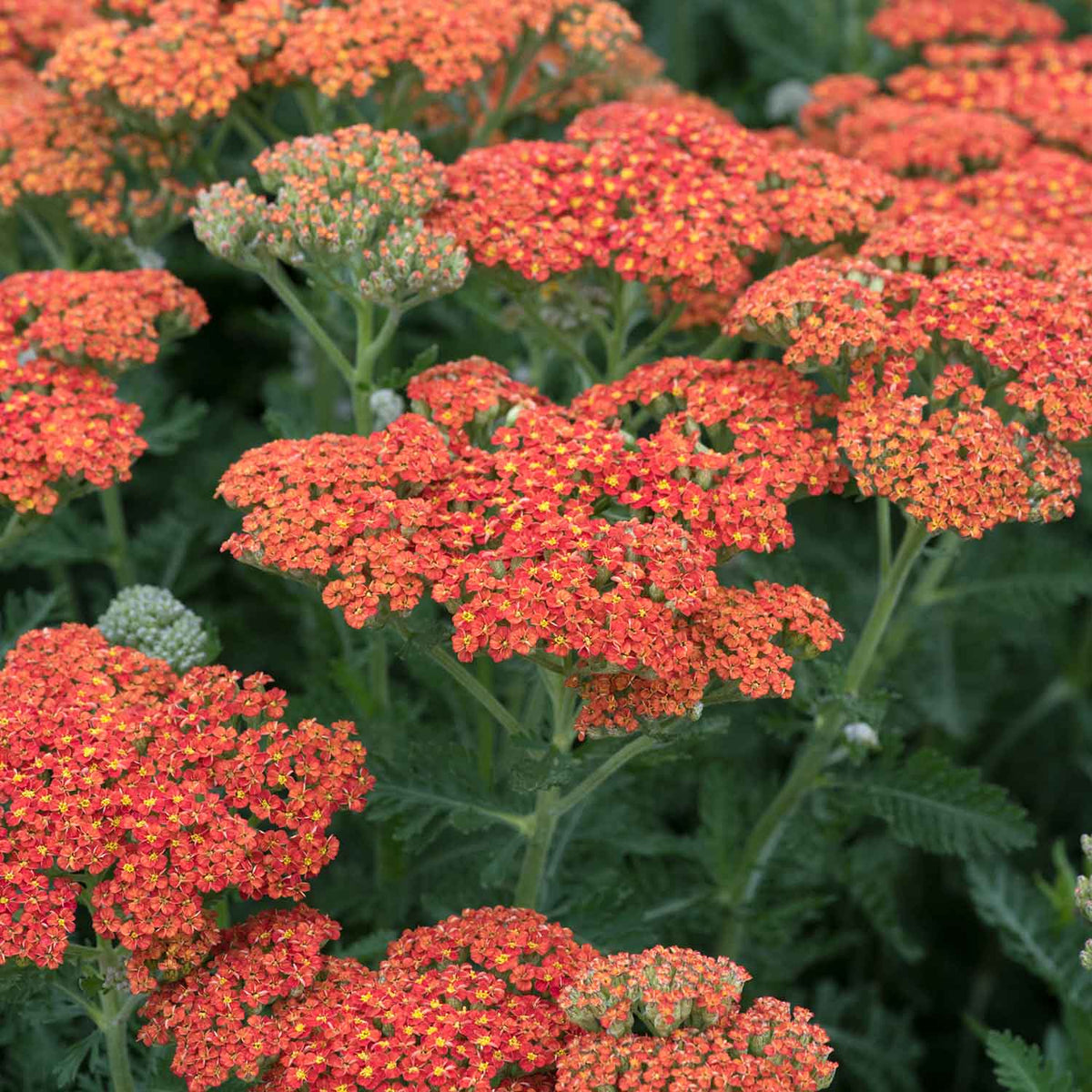 Achillea 'sassy Summer Sunset' 80cm 9cm | Set of 3