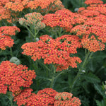 Achillea 'sassy Summer Sunset' 80cm 9cm | Set of 1