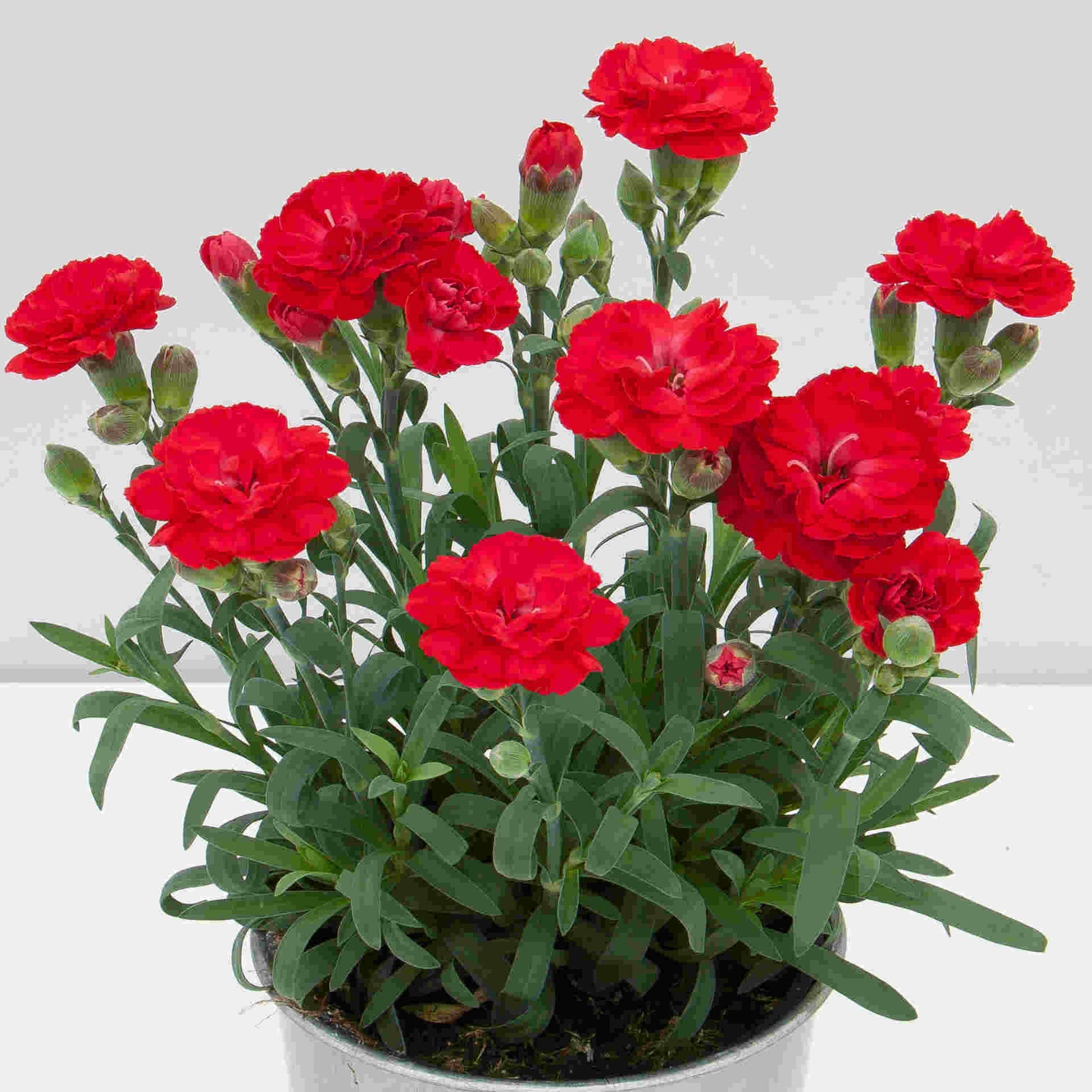 The Dianthus ‘supertrouper’ Collection - Plug Plants | Set of 25 | Multi