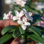 Daphne Collection - Scented Evergreen Plants | 3 x 1.5l | Multi