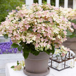 Hydrangea 'polestar' Compact Patio Shrub 50-90cm | 1 x 9cm | Multi Colour